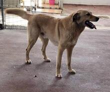 MOCA, Hund, Mischlingshund in Griechenland - Bild 2
