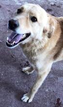 MOCA, Hund, Mischlingshund in Griechenland - Bild 3