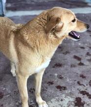MOCA, Hund, Mischlingshund in Griechenland - Bild 5
