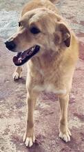 MOCA, Hund, Mischlingshund in Griechenland - Bild 6