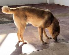 MOCA, Hund, Mischlingshund in Griechenland - Bild 8