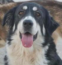 LUNA, Hund, Mischlingshund in Griechenland - Bild 1
