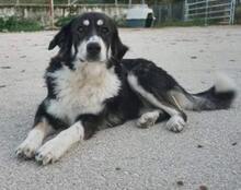 LUNA, Hund, Mischlingshund in Griechenland - Bild 4
