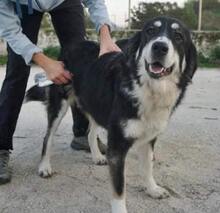 LUNA, Hund, Mischlingshund in Griechenland - Bild 6