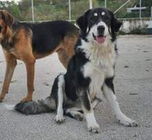 LUNA, Hund, Mischlingshund in Griechenland - Bild 7