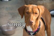 SONNY, Hund, Podenco-Mix in Spanien - Bild 1