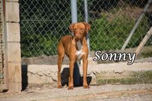 SONNY, Hund, Podenco-Mix in Spanien - Bild 2