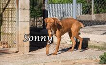 SONNY, Hund, Podenco-Mix in Spanien - Bild 3
