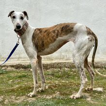 BONI, Hund, Galgo Español in Spanien - Bild 2