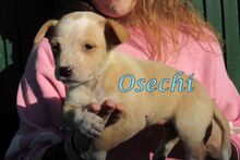 OSECHI, Hund, Podenco Andaluz in Spanien - Bild 2