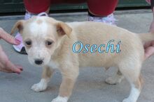 OSECHI, Hund, Podenco Andaluz in Spanien - Bild 3