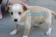 OSECHI, Hund, Podenco Andaluz in Spanien - Bild 4