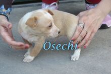 OSECHI, Hund, Podenco Andaluz in Spanien - Bild 5