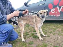 KORA, Hund, Mischlingshund in Bulgarien - Bild 1