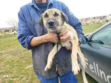 KORA, Hund, Mischlingshund in Bulgarien - Bild 2