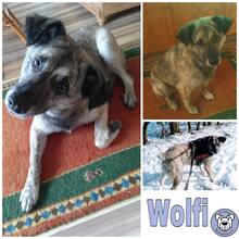 WOLFI, Hund, Mischlingshund in Wuppertal - Bild 1