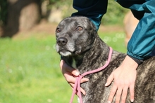 LORIS, Hund, Mischlingshund in Italien - Bild 4