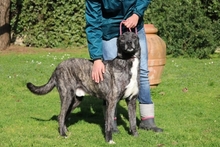 LORIS, Hund, Mischlingshund in Italien - Bild 5