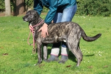 LORIS, Hund, Mischlingshund in Italien - Bild 6