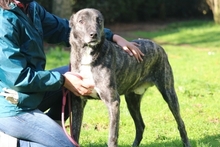 LORIS, Hund, Mischlingshund in Italien - Bild 7
