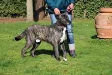LORIS, Hund, Mischlingshund in Italien - Bild 8