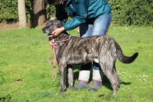 LORIS, Hund, Mischlingshund in Italien - Bild 9