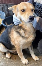 TINO, Hund, Mischlingshund in Recke - Bild 16