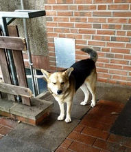 TINO, Hund, Mischlingshund in Recke - Bild 2