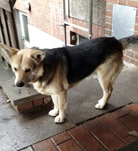 TINO, Hund, Mischlingshund in Recke - Bild 3