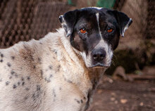 DARIA, Hund, Mischlingshund in Bulgarien - Bild 1