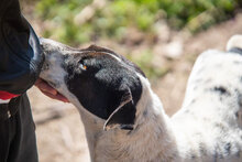 DARIA, Hund, Mischlingshund in Bulgarien - Bild 12
