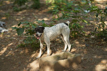 DARIA, Hund, Mischlingshund in Bulgarien - Bild 15