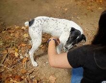 DARIA, Hund, Mischlingshund in Bulgarien - Bild 19