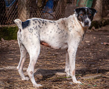 DARIA, Hund, Mischlingshund in Bulgarien - Bild 2
