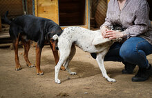 DARIA, Hund, Mischlingshund in Bulgarien - Bild 4