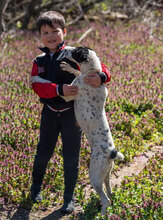 DARIA, Hund, Mischlingshund in Bulgarien - Bild 6