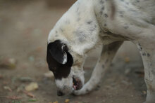 DARIA, Hund, Mischlingshund in Bulgarien - Bild 8