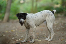 DARIA, Hund, Mischlingshund in Bulgarien - Bild 9