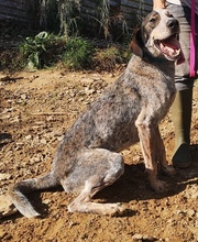 MASCOT, Hund, Mischlingshund in Griechenland - Bild 11