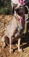 MASCOT, Hund, Mischlingshund in Griechenland - Bild 13