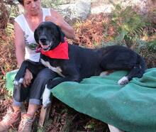 NERO, Hund, Mischlingshund in Griechenland - Bild 10