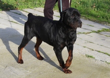 ÖCSI, Hund, Rottweiler in Ungarn - Bild 1