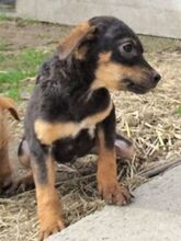 KIM, Hund, Mischlingshund in Bulgarien - Bild 1
