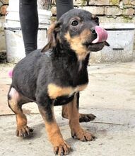 KIM, Hund, Mischlingshund in Bulgarien - Bild 2