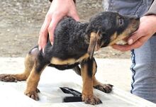 KIM, Hund, Mischlingshund in Bulgarien - Bild 3