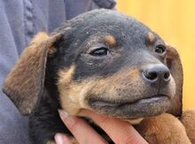 KIM, Hund, Mischlingshund in Bulgarien - Bild 5