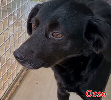 OSSO, Hund, Mischlingshund in Steyerberg - Bild 1