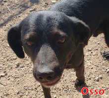 OSSO, Hund, Mischlingshund in Steyerberg - Bild 2