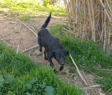 OSSO, Hund, Mischlingshund in Steyerberg - Bild 4