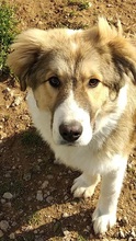 MOCHNI, Hund, Mischlingshund in Griechenland - Bild 3